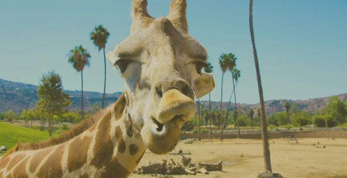 Discover the San Diego Zoo